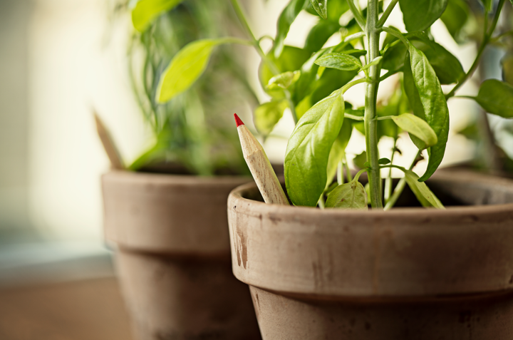 Growing pencils with logo