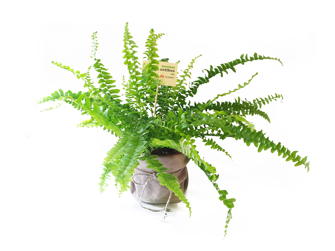 Midsummer Night Fern