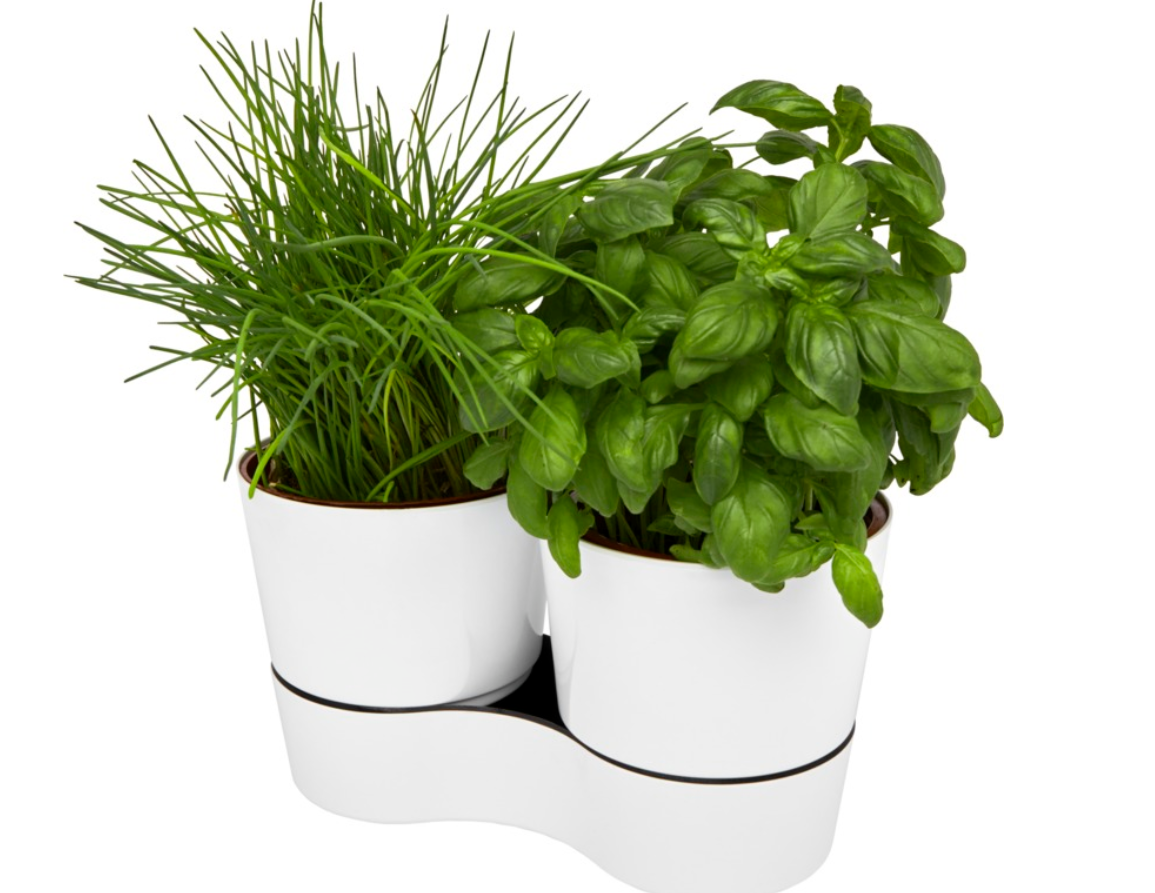 Mepal Herbs twin kitchen pot